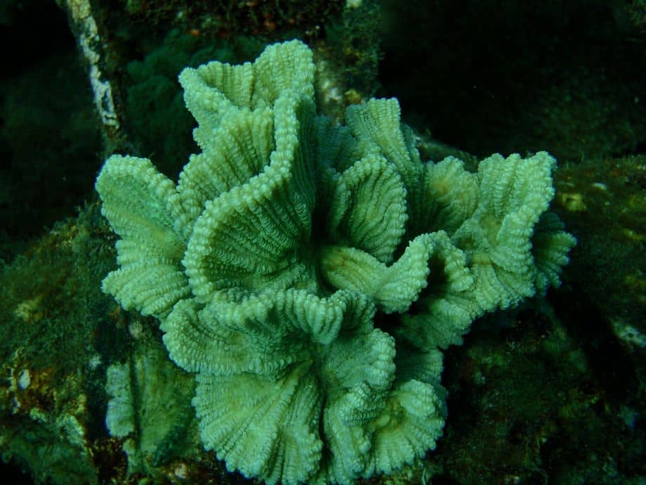 אלמוג פקטיניה
